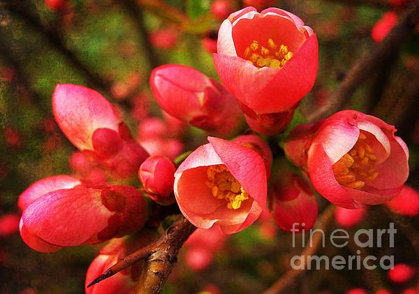 Amalia Suruceanu - Branch Of the Pink Queen Japanese Quince Flowers