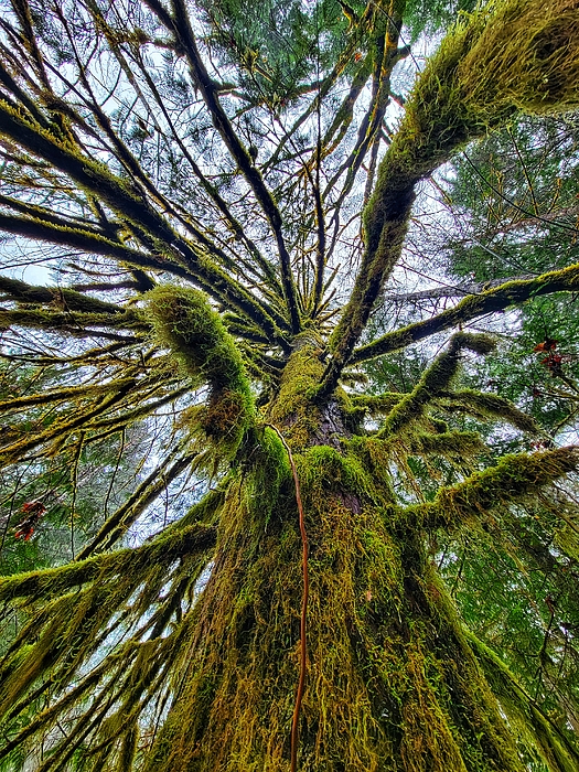 Adam Copp - Branches - Vancouver Island