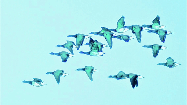 Neil R Finlay - Brent Geese In Flight Recolored 