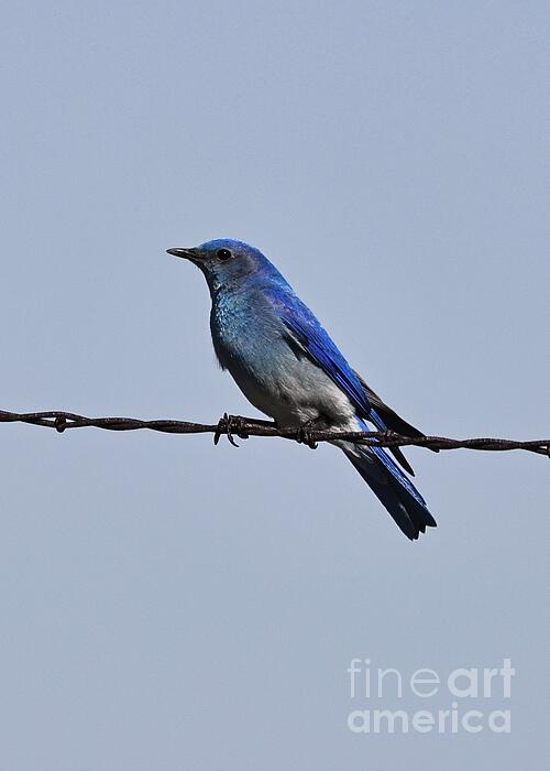 Carol Groenen - Bright Bluebird on Barbed Wire Vertical
