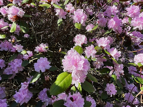 Thomas Brewster - Bright pink azalea blossoms