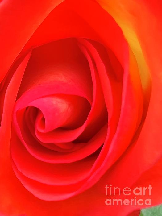 Saving Memories By Making Memories - Bright Red and Orange Rose