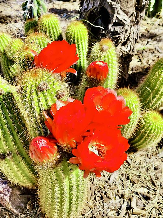 Cathy Rutherford - Bright Red Cactus Blooms