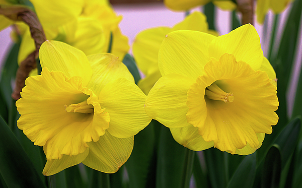 Frank Barnitz - Bright Yellow Daffodils