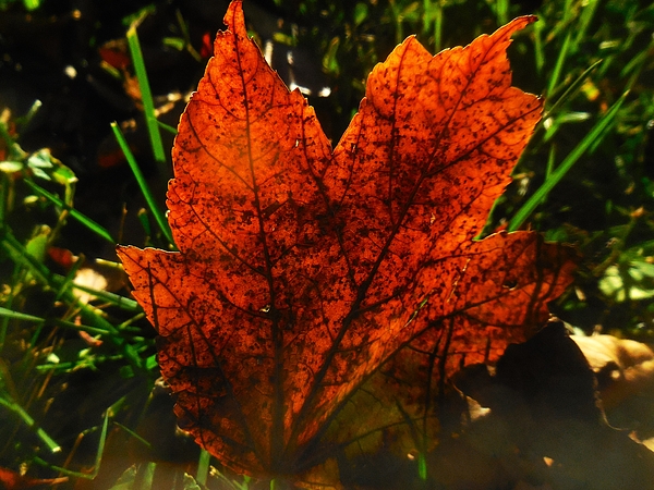 Thomas Brewster - Brilliant burnt orange maple leaf