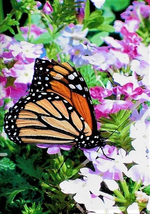 Dylyce Clarke - Brilliant Monarch Butterfly