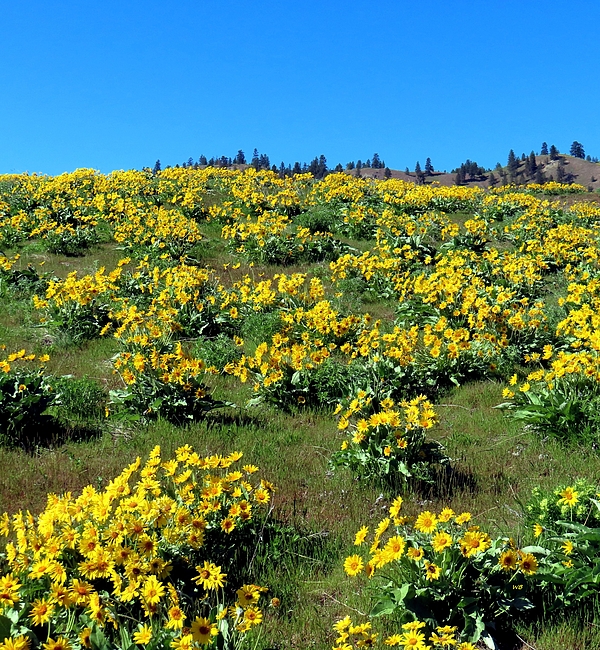Will Borden - British Columbia Wildflowers 1