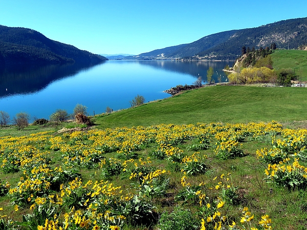 Will Borden - British Columbia Wildflowers 3