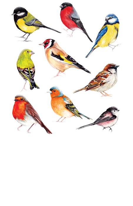 British Garden Birds Identification Chart Painting By - vrogue.co