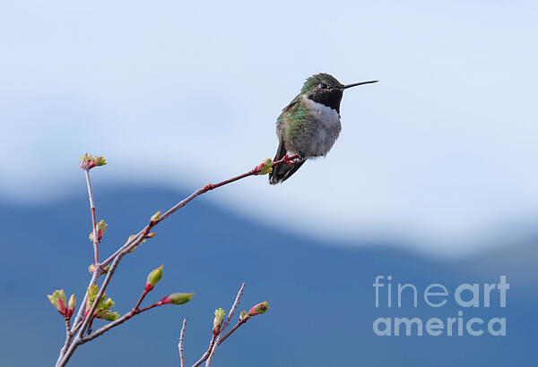Nature Photographs