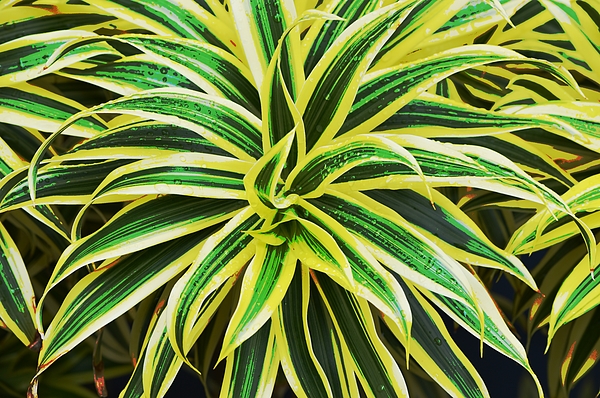 Gaby Ethington - Bromeliad Plant Leaves in Poster Art Style