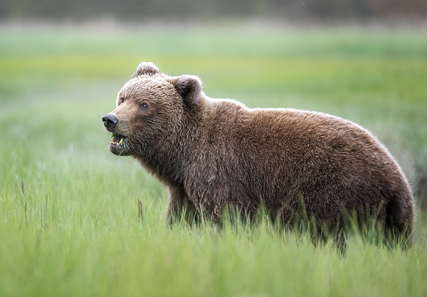 Joan Carroll - Brown Bear in the Sedge Grass Meadow Alaska