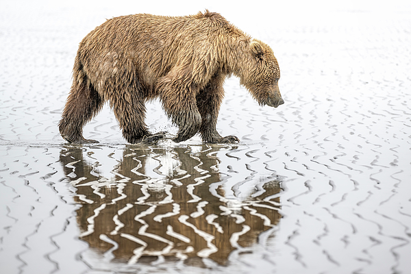 Joan Carroll - Brown Bear Reflections Alaska