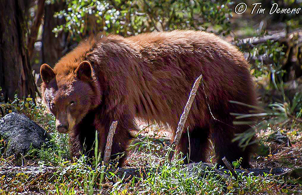 https://images.fineartamerica.com/images/artworkimages/medium/3/brown-morph-american-black-bear-tim-demers.jpg