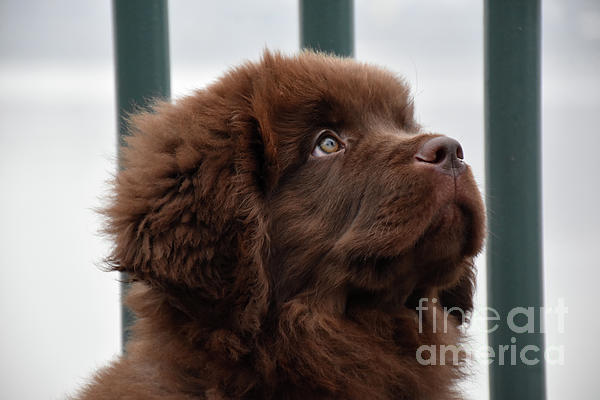 Precious Fluffy Brown Newfoundland Puppy Dog Looking Cute Bath Towel by  DejaVu Designs - Fine Art America