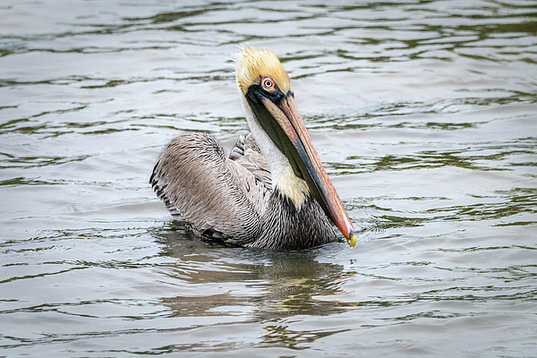 Debra Martz - Brown Pelican Floating Along