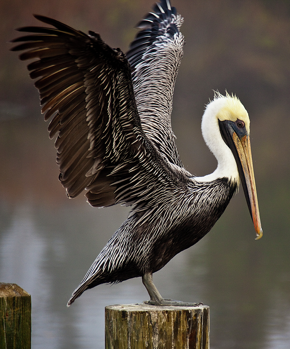 Louisiana Pelican with LaPearlite