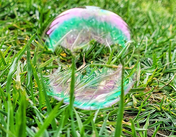 Adam Copp - Bubble Grass