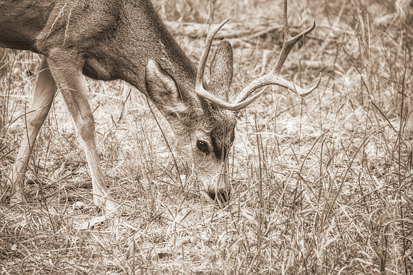 Jennie Marie Schell - Buck Deer Grazing in Grasses Sepia 