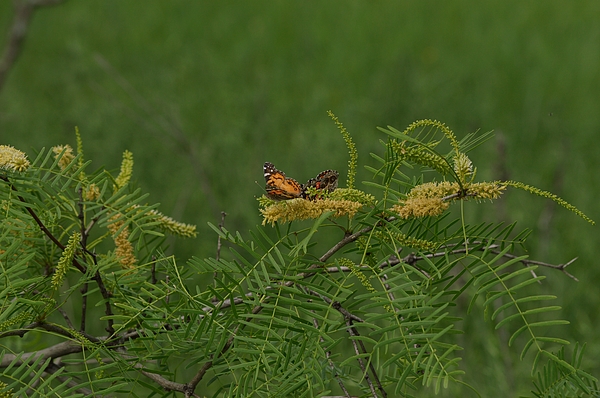 Gaby Ethington - Buckeye and Checkerspot Butterfly on Mesquite Blossoms