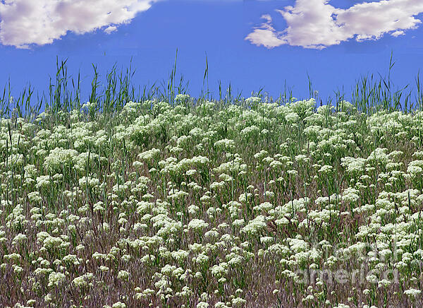 Charles Robinson - Buckwheat Flowers Hillside