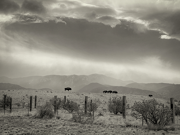 Mary Lee Dereske - Buffalo Beneath Cloudy Skies in New Mexico - Sepia