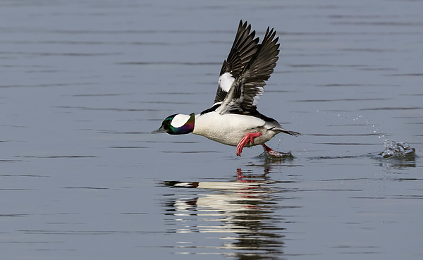 Art Cole - Bufflehead Water Skipping