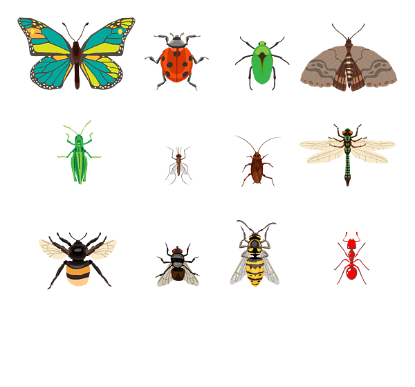 Bug Identification Science I Insect Collector I Types Of Insects