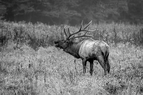 Bugling Bull Elk - Black and White Greeting Card for Sale by Eric Albright