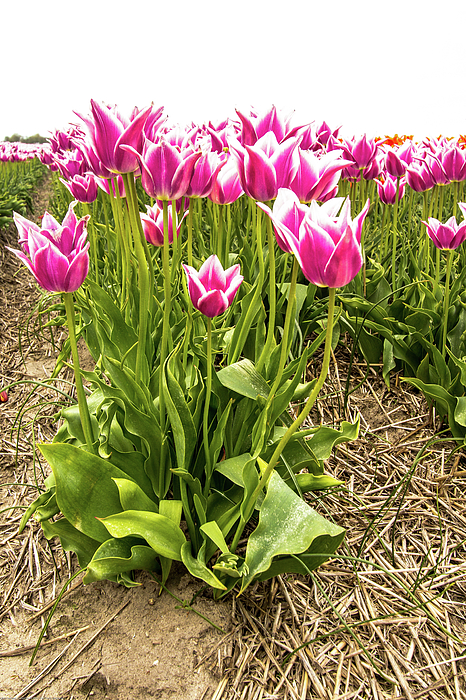 Tulip Photographs