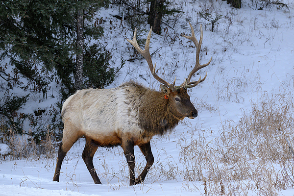 Julie Barrick - Bull Elk in Yellowstone 