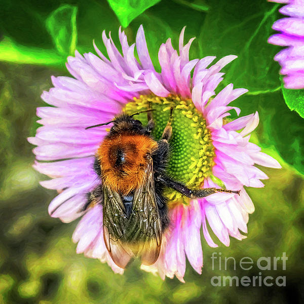 https://images.fineartamerica.com/images/artworkimages/medium/3/bumblebee-on-a-daisy-adrian-evans.jpg