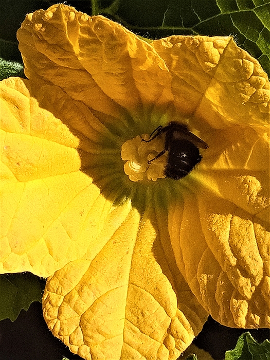 Marine B Rosemary - Yellow Pumpkin Flower with Bumblebee 