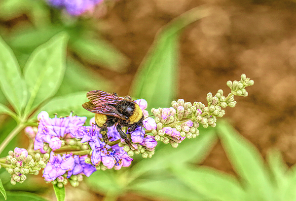 Judy Vincent - Bumblebee on Vitex Flowers