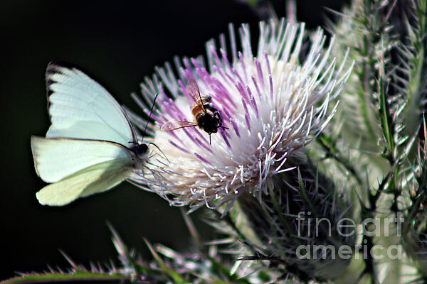 Brenda Harle - Cabbage White Butterfly And A Bee
