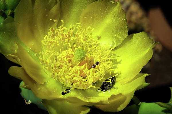 Bill Morgenstern - Cactus Flower Pollinators