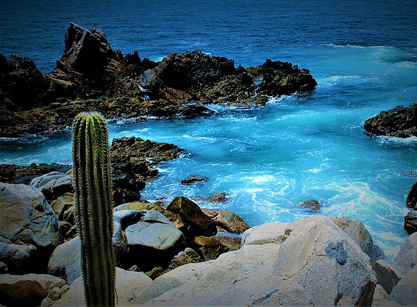 Elizabeth Pennington - Cactus Looking Over the Ocean