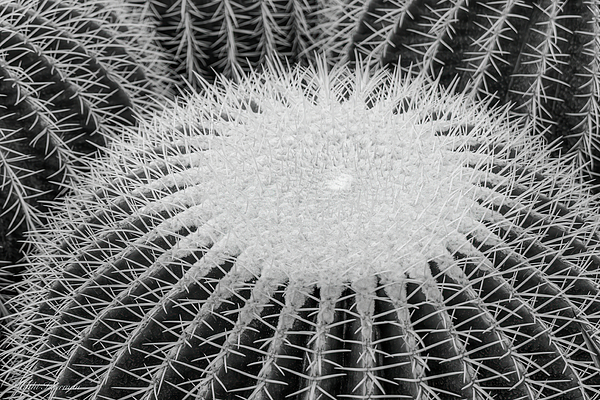 Kathi Isserman - Cactus Patterns