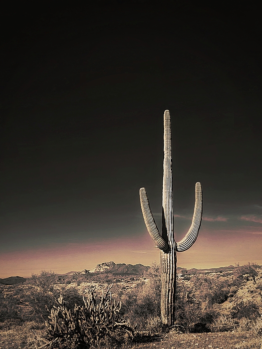 Toni Abdnour - Saguaro Cactus With Dark Arizona Sky
