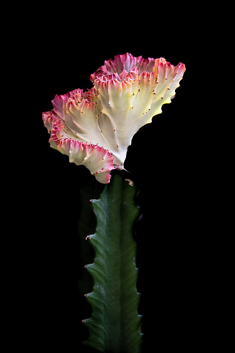 Alinna Lee - Cactus with Pink Crown