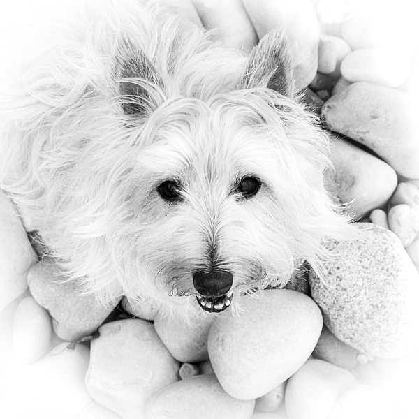 Dog Art