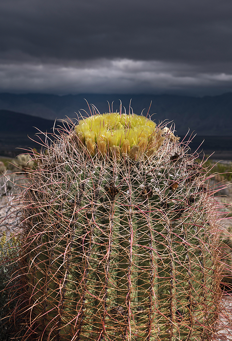 William Dunigan - California Barrel Cactus Blooms and Clouds