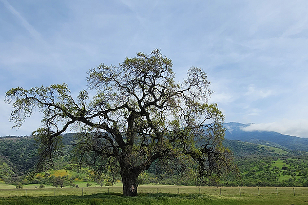 Karen Conger - California Oak Tree Mountain View