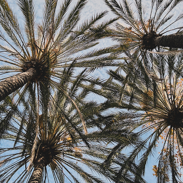 Jennifer Ann Griffin - California palms 