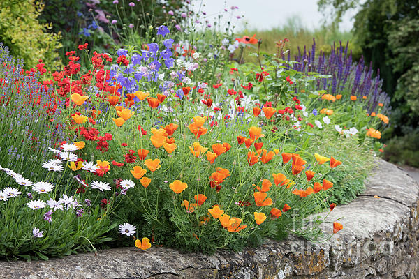 English Garden Botanical Greeting Card English Garden Botanical Greeting Card