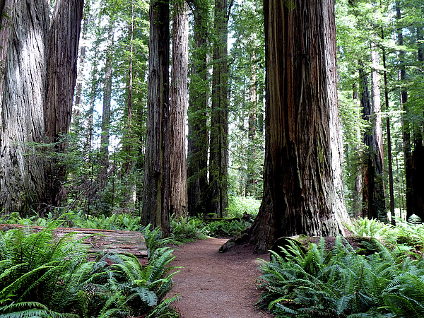 Greta Foose - California Redwoods