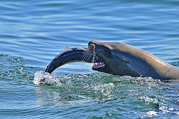 Amazing Action Photo Video - California Sea Lion Capturing Fish