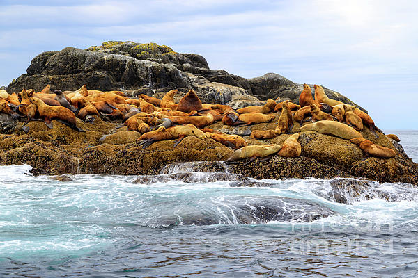 https://images.fineartamerica.com/images/artworkimages/medium/3/california-sea-lions-pacific-ocean-haida-gwaii-langara-island-kevin-miller.jpg
