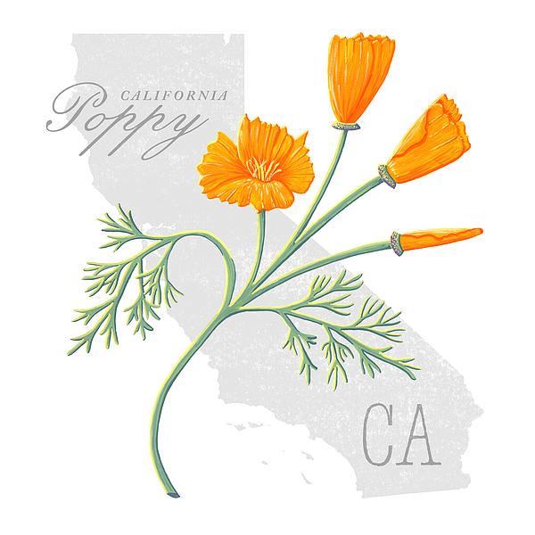 https://images.fineartamerica.com/images/artworkimages/medium/3/california-state-flower-poppy-art-by-jen-montgomery-jen-montgomery.jpg