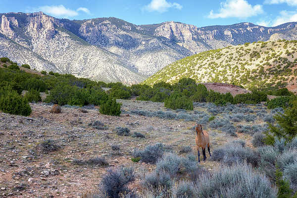 Susan Rissi Tregoning - Call of the Wild - Pryor Mountains Wild Horse Range - Montana